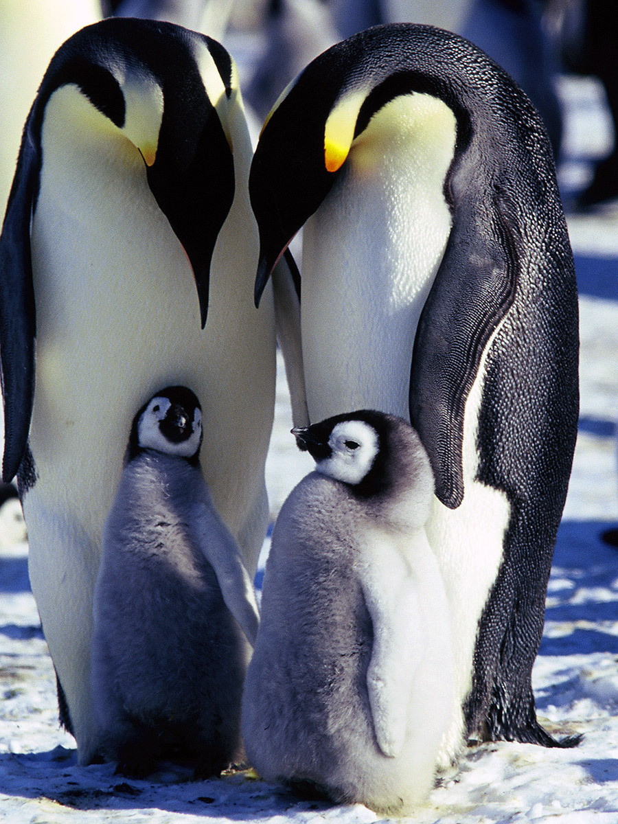 penguin heart anatomy