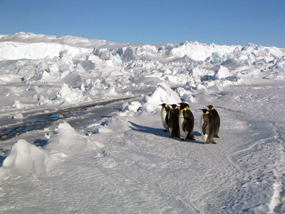 Adelie penguin