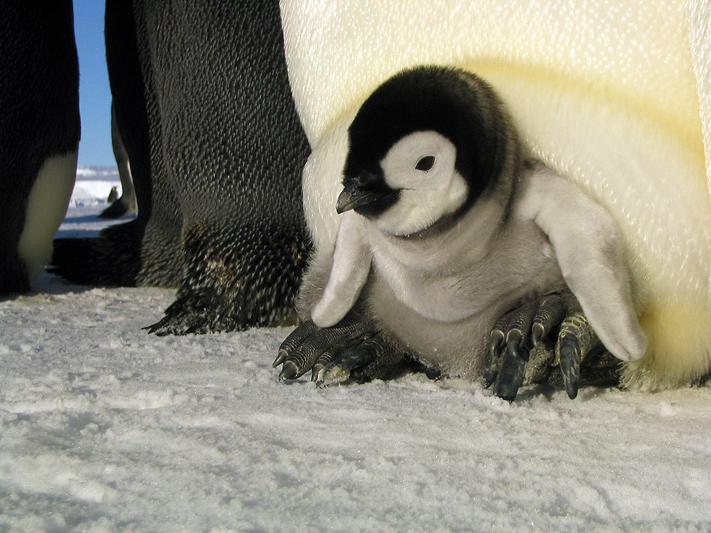 Emperor penguin