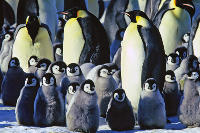Emperor penguin