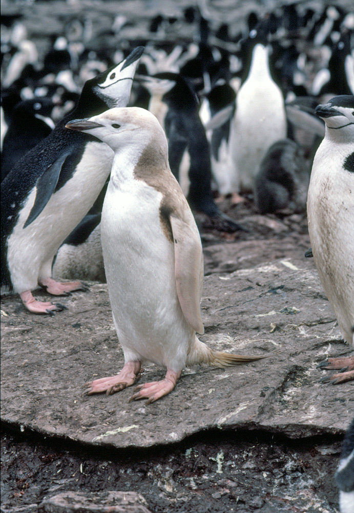 Chinstrap penguins