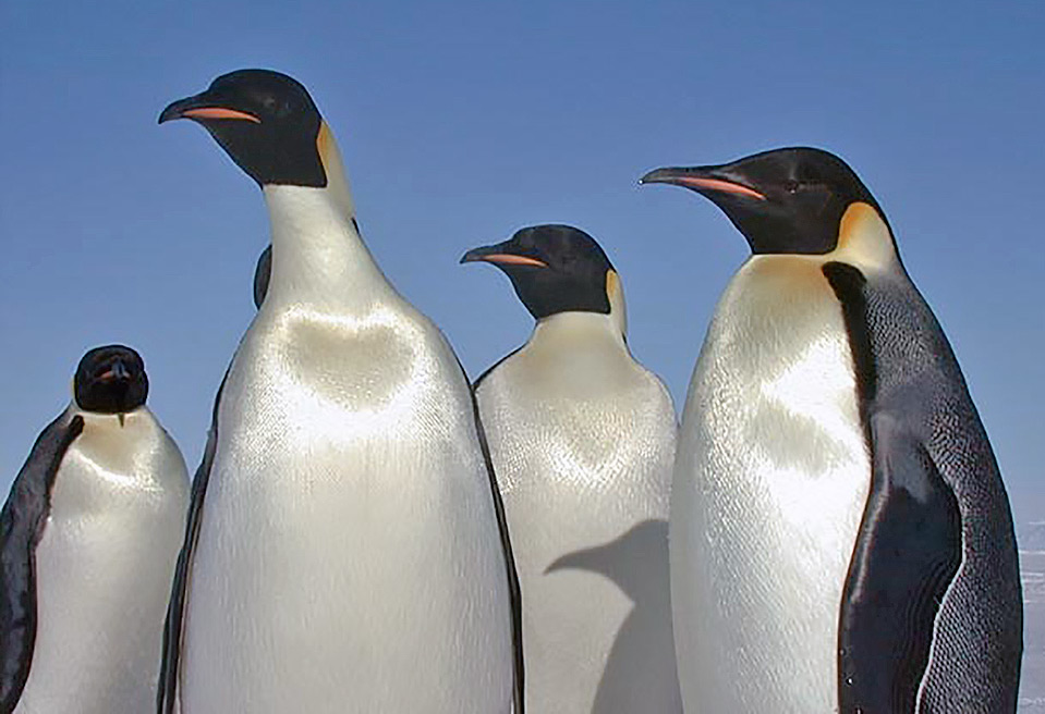 Group of Emperor Penguins - Aptenodytes forsteri