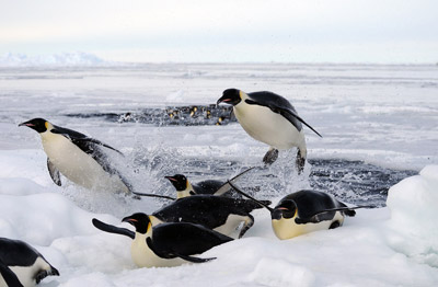 Emperor penguins returning from a fishing dive