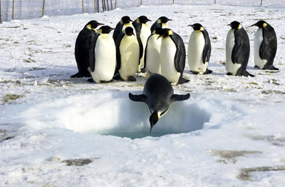 Emperor penguins, dive hole at penguin ranch