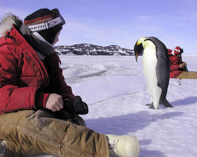 Emperor penguin