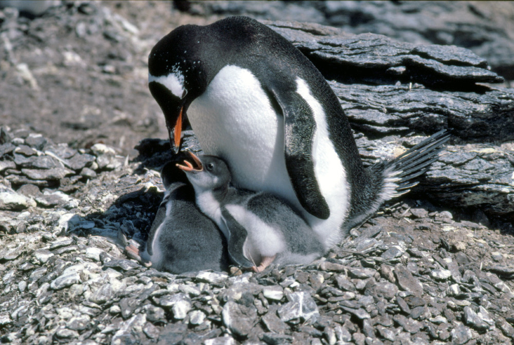 Keng Penguin Who Has Blundered Into A Gentoo Penguin Colony Stock Photo - Download Image Now - iStock