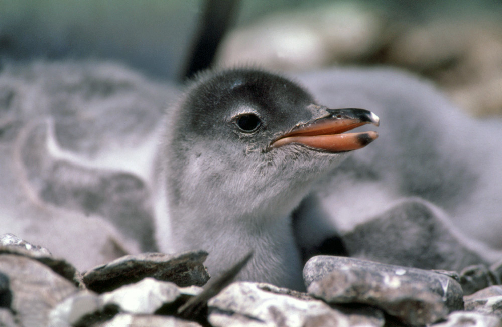 baby gentoo penguin