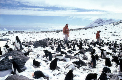 penguin survey