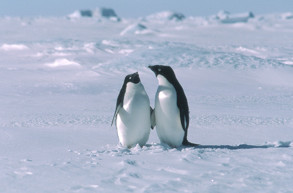 Picture of adelie penguins on sea ice