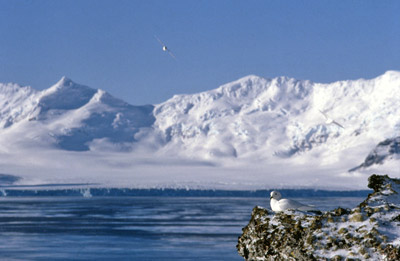 Adelie penguin