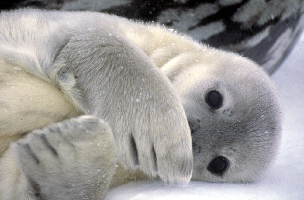Antarctica gallery weddell seal
