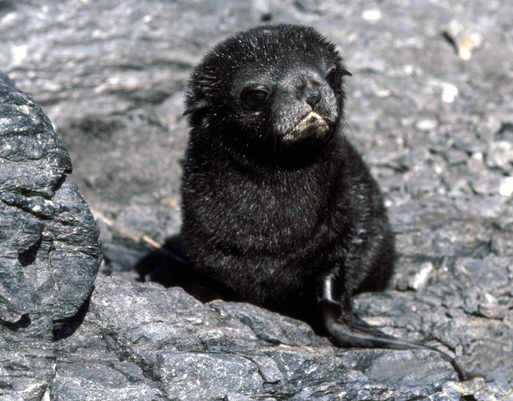 Antarctica gallery fur seal, mother and pup