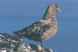 Antarctic skua