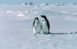 Adelie penguins on sea-ice