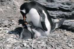 Gentoo pengun and chicks, go to larger picture