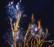 Diving, Ice Edge in factory Cove