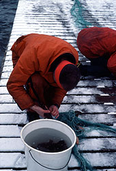 Removing Fish from a Net