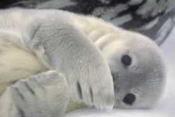 weddell seal pup gets shy