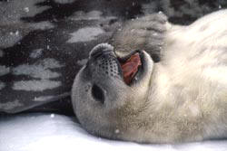 Animals in Antarctica - South Polar