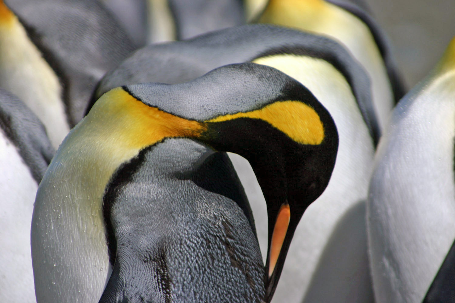 King Penguin plumage Macquarie Island
