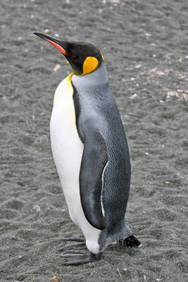 King penguin