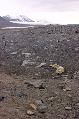 Mummified seal dry valley
