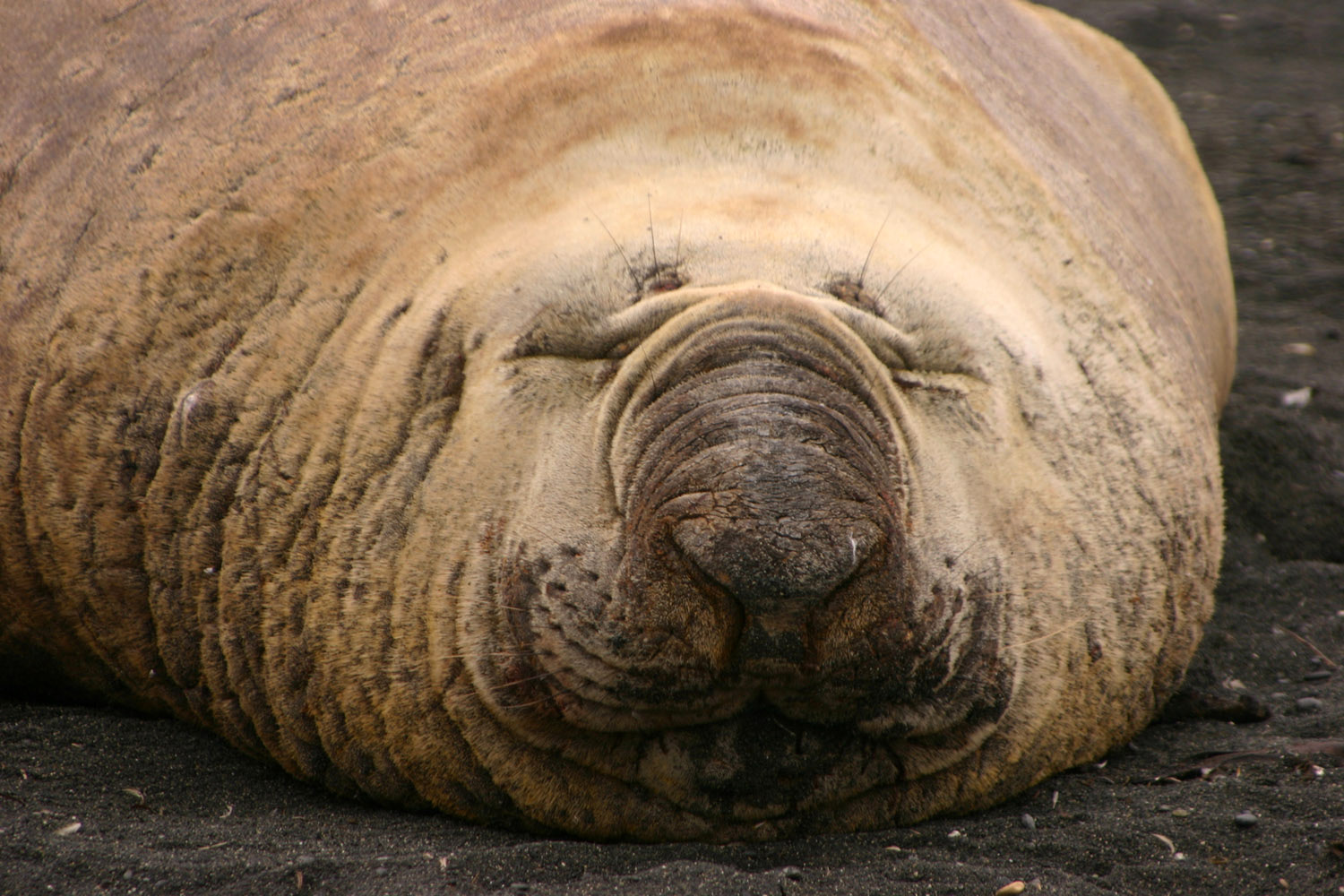 female Elephant seal moulting Macquarie Island
