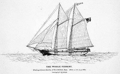 Whales and whaling