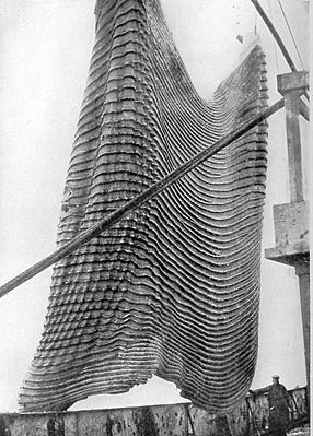blubber blanket cut from a large blue whale