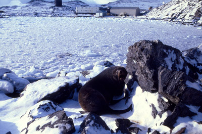 Signy Island Antarctica base summer 3