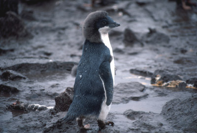 Adelie penguin -  chick 3