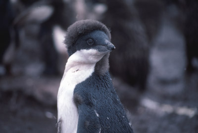 Adelie penguin -  chick 4