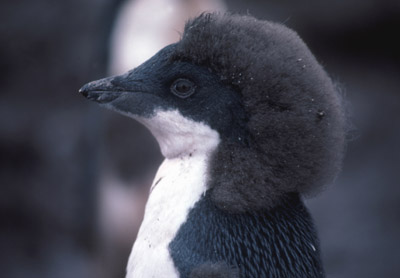 Adelie penguin -  chick 5