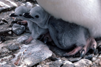 Adelie penguin -  chick 7