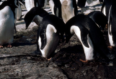 Adelie penguin -  courtship 10