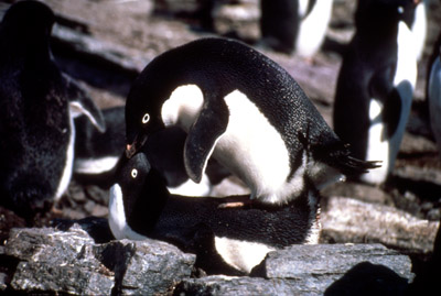Adelie penguin -  courtship 11