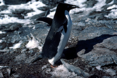 Adelie penguin -  courtship 12