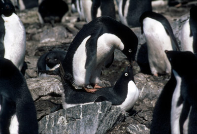 Adelie penguin -  courtship 9