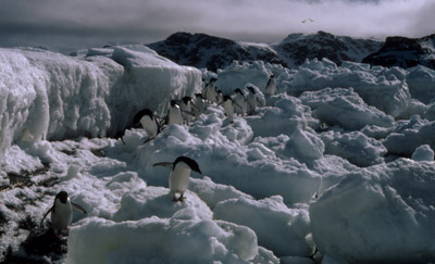 Adelie penguin -  ice-foot 1