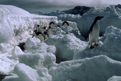 Adelie penguin -  ice-foot 16