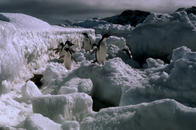 Adelie penguin -  ice-foot 17