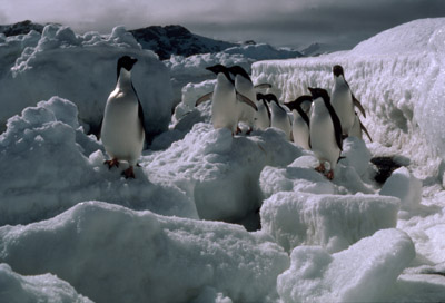 Adelie penguin -  ice-foot 18