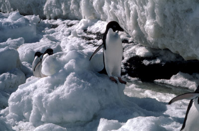 Adelie penguin -  ice-foot 2