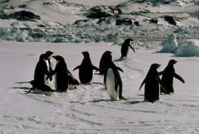 Adelie penguin -  ice-foot 4