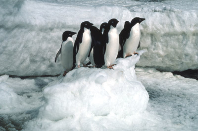 Adelie penguin -  ice-foot 6