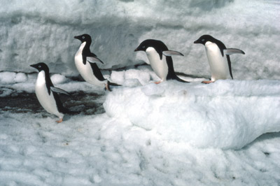 Adelie penguin -  ice-foot 7