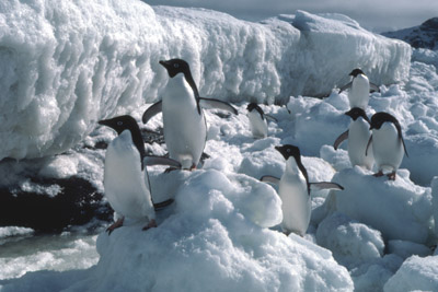 Adelie penguin -  ice-foot 8