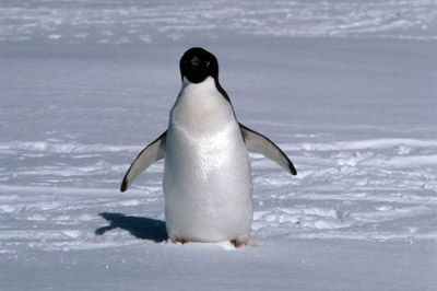 Adelie penguin -  lone adelie