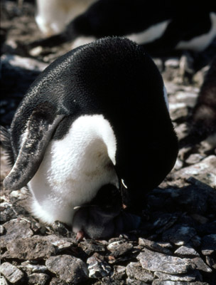 Adelie penguin -  parent -chick 