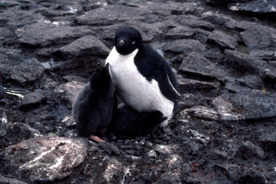 Adelie penguin -  parent -chick 1